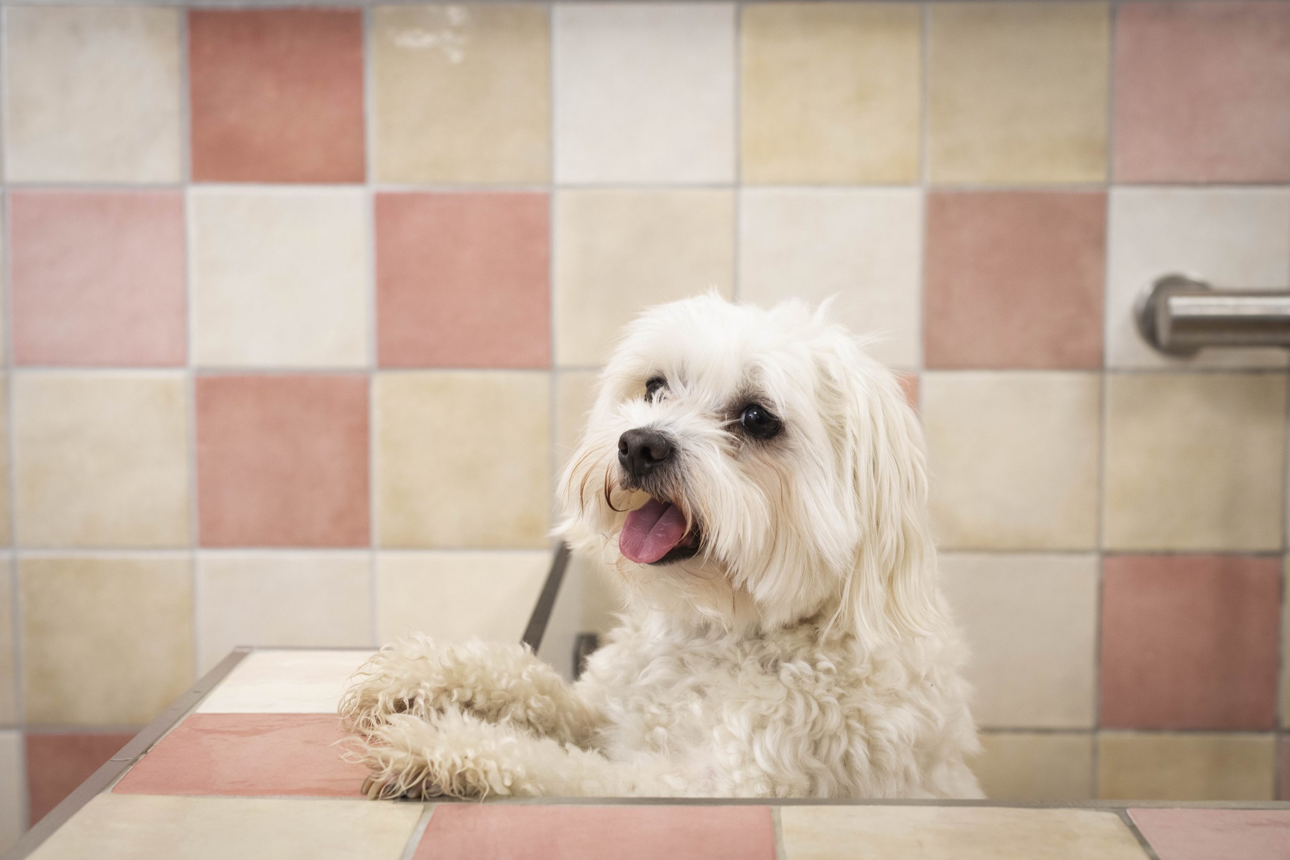 Scrub-a-dub-dub – Happy Pups in the Tub