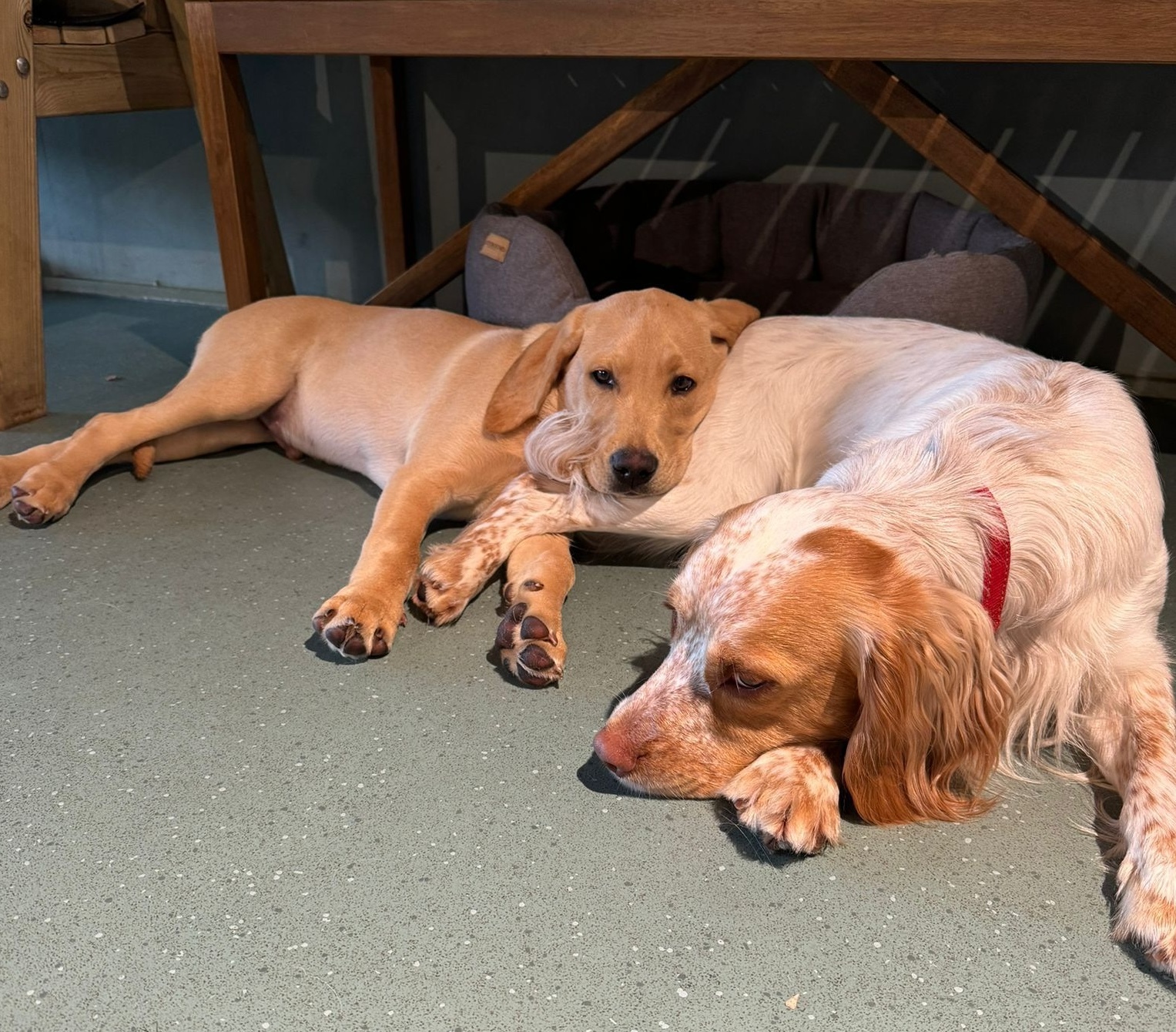 Preparing for Puppyhood with Winkie Spiers