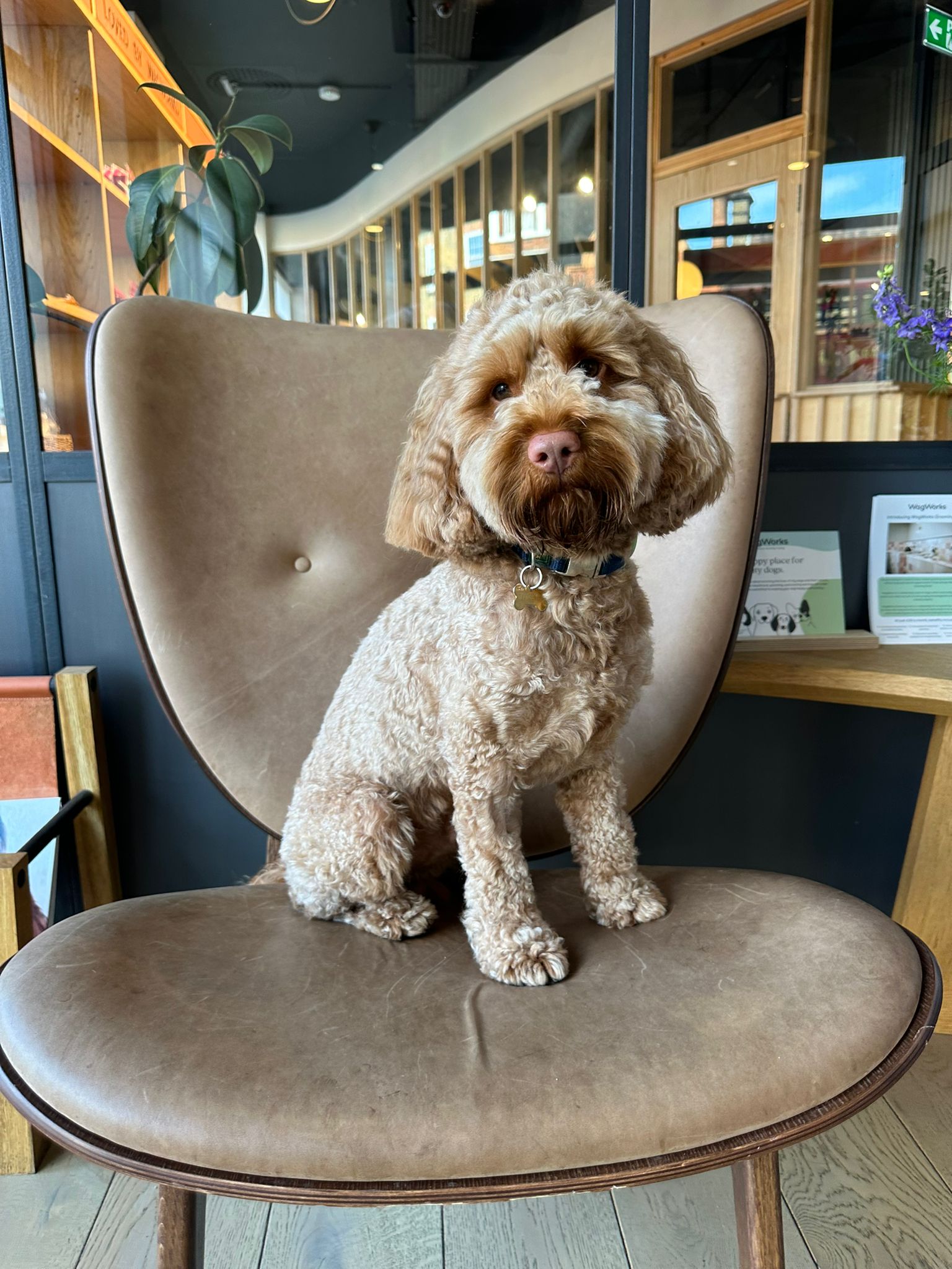 WagWorks Doodle Day